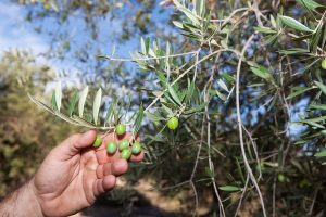 ¿Por qué está tan caro el aceite?