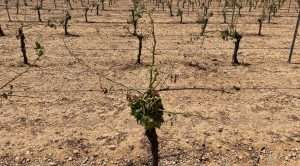 Se actualiza el seguro de explotaciones vitícolas