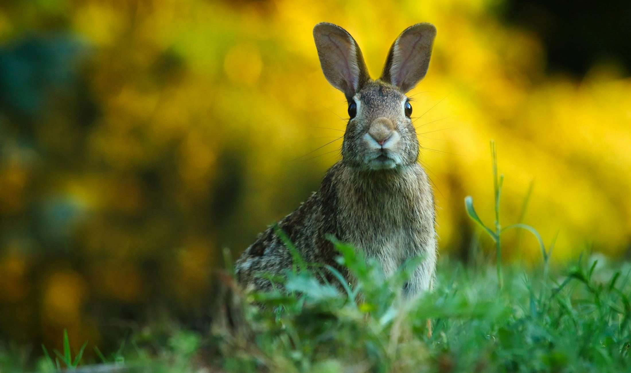 Primer plano de conejo, en campo