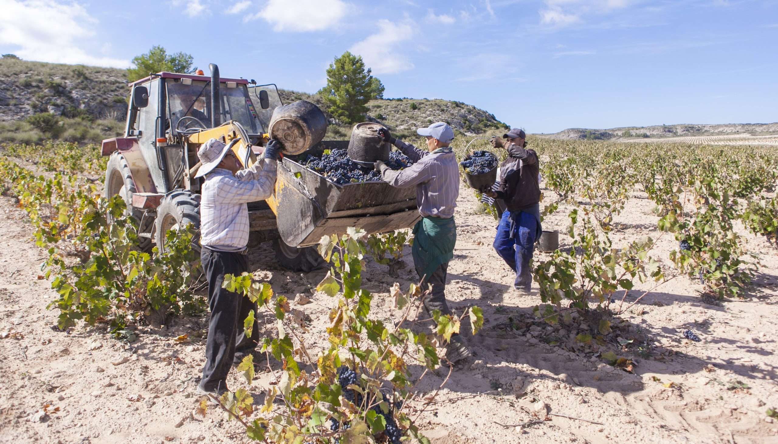 Vendimia 2024 en Ontalba