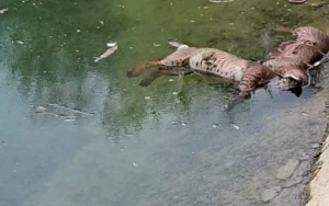 Lince Ibérico