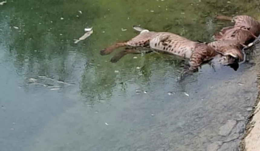 Lince Ibérico