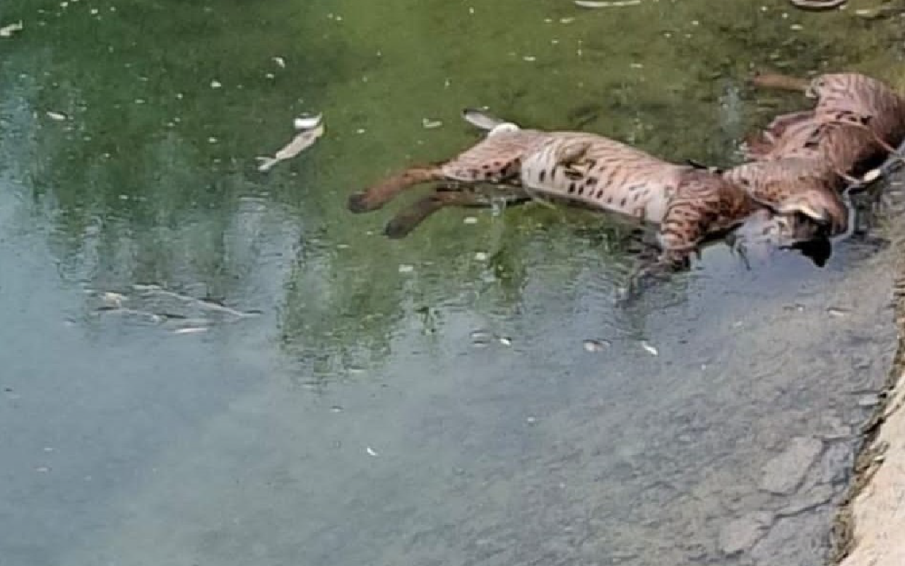 Lince Ibérico